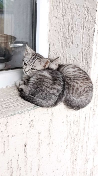 Продам котят. Пародистые