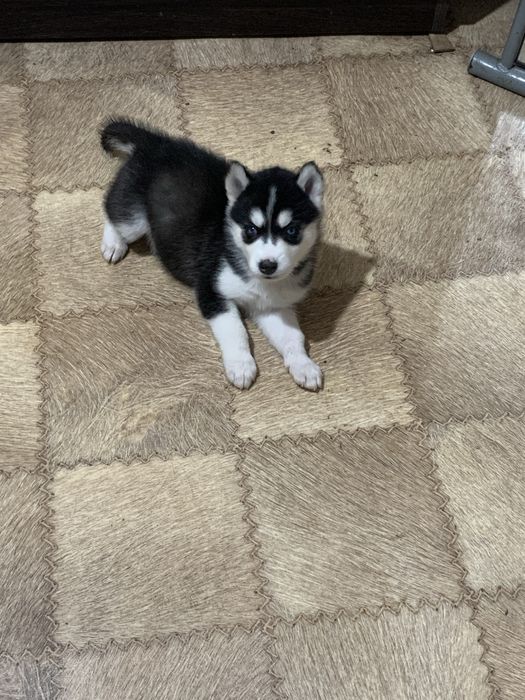 Хаски чистокровные .1 месяц