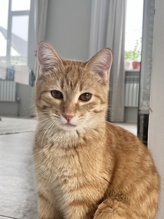 Отдам кота в хорошие руки