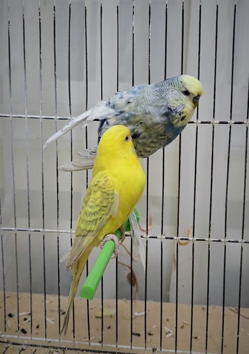 Попугай немец нар мода