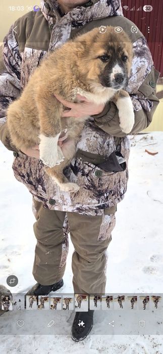 Продам щенка САО