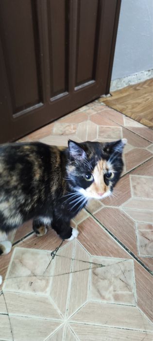 Две кошечки девочки.