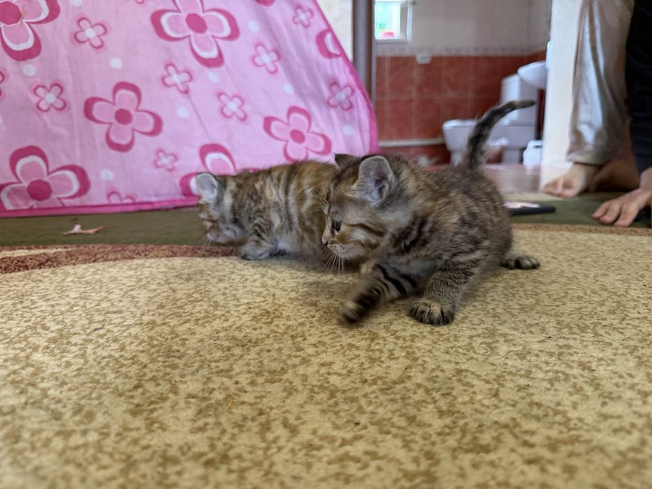 Котята Марғау анасы чистый бенгал