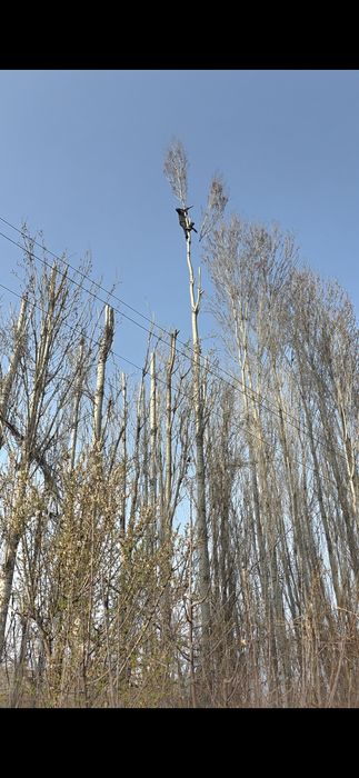 Обрезка деревьев спилить дерево дарахт кесиш хизмати бензопила услуги