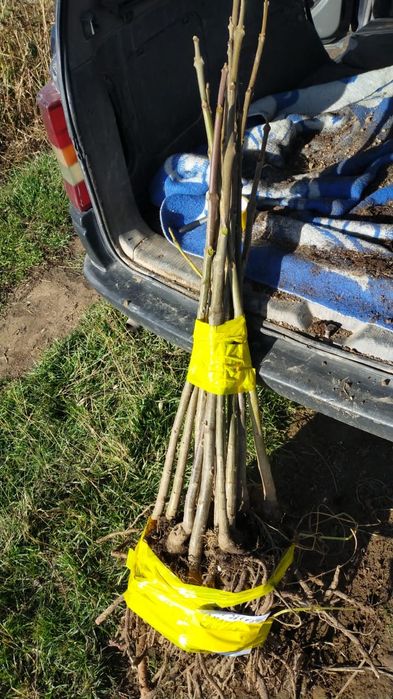 Павловния көшеттері павлония