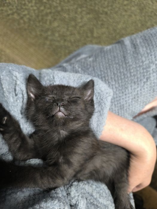 Отдам котенка бесплатно