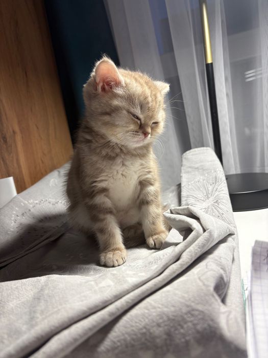 Шотландская кошечка
