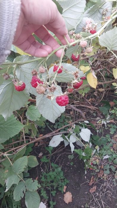 Малиновое варенье