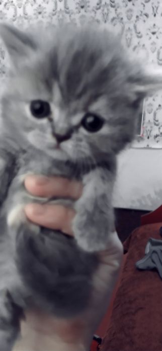 Scottish fold & scottish strayt