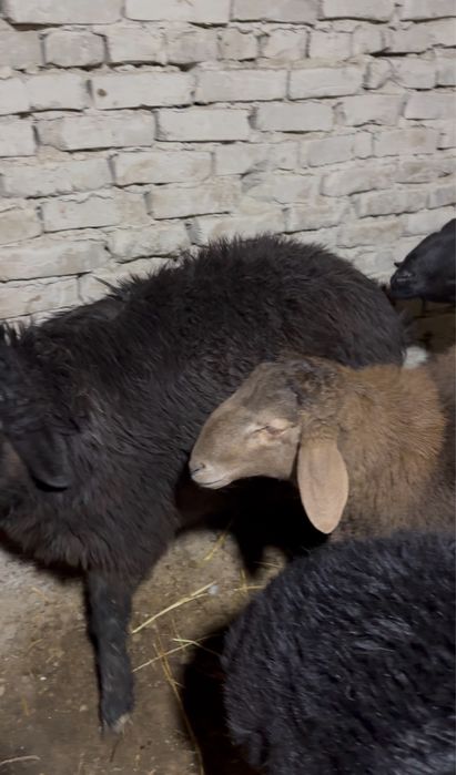 йош кучкор барралар сотилади, 2 йошлигилари хам бор, сифат ало, согом