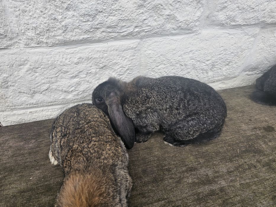 Iepuri berbec german