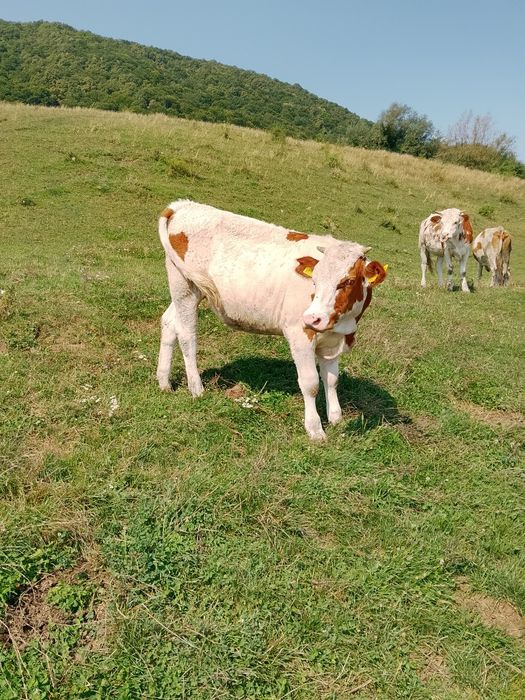 Vând vițică de un an
