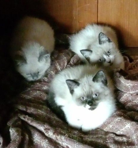 Котета Британска късокосместа