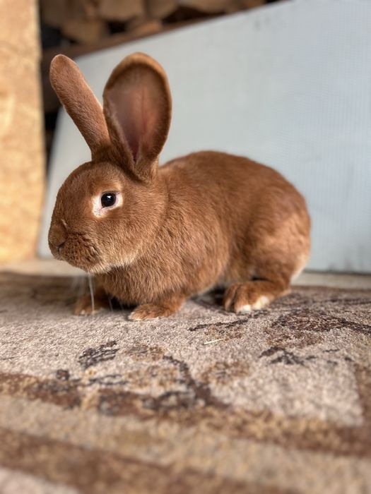 Vând iepuri neozeelanadez roșu,berbec german,uriaș german