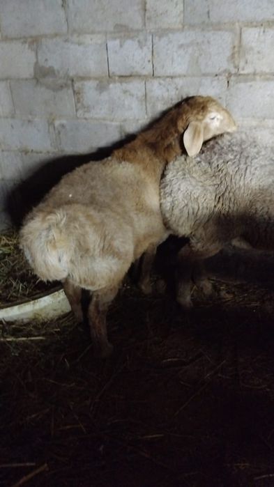 Арашан 5 месяцев