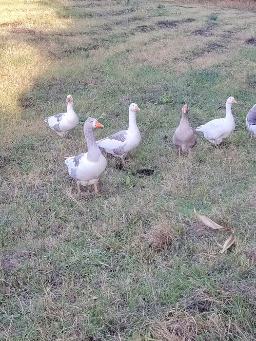 Gâște românești !