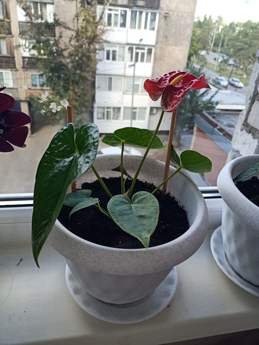 Мужское счастья цветок