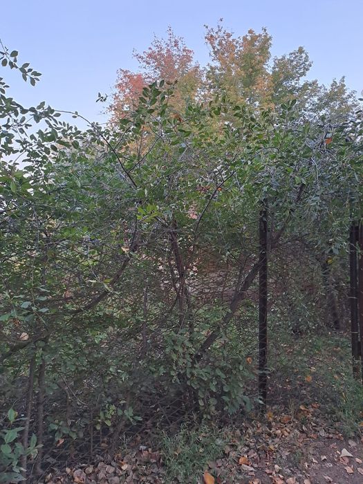 Продам дачу общество строитель