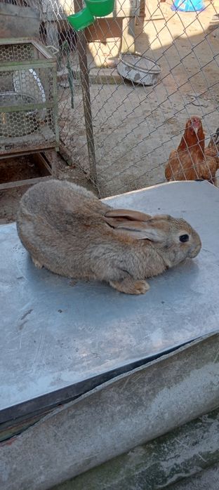 Vând iepuri de toate vârstele