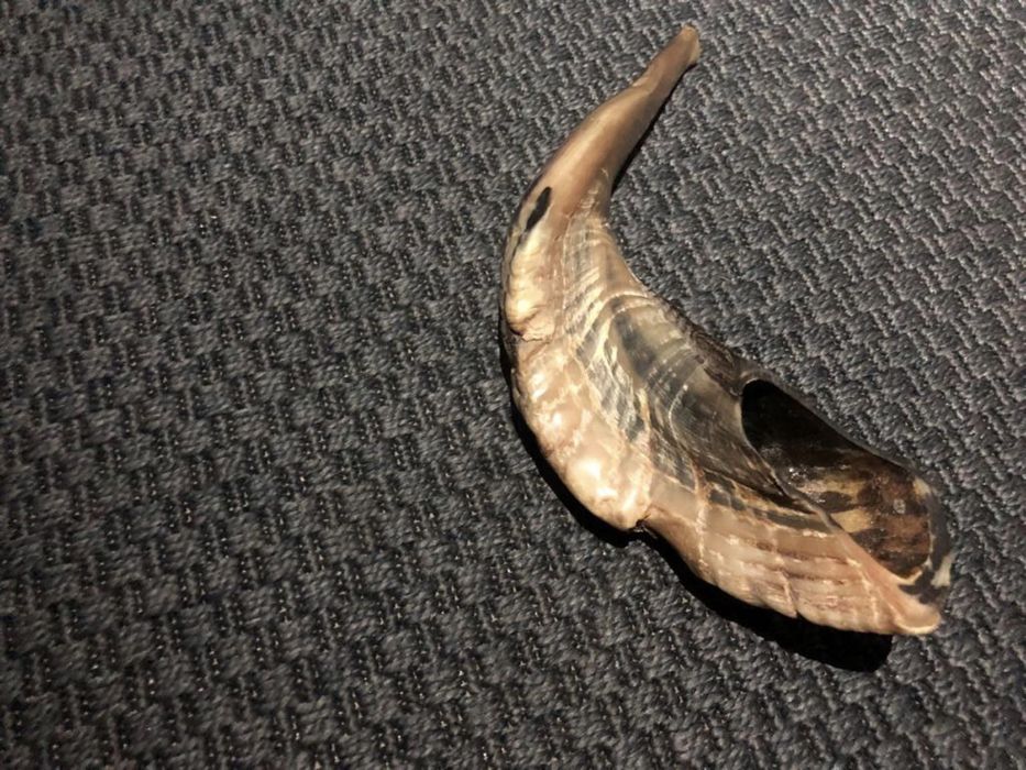 Vand Shofar- istrument de sunat