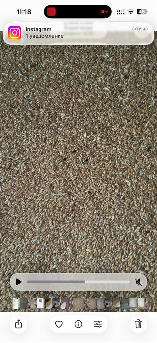 Продаю пшеницу фасованную