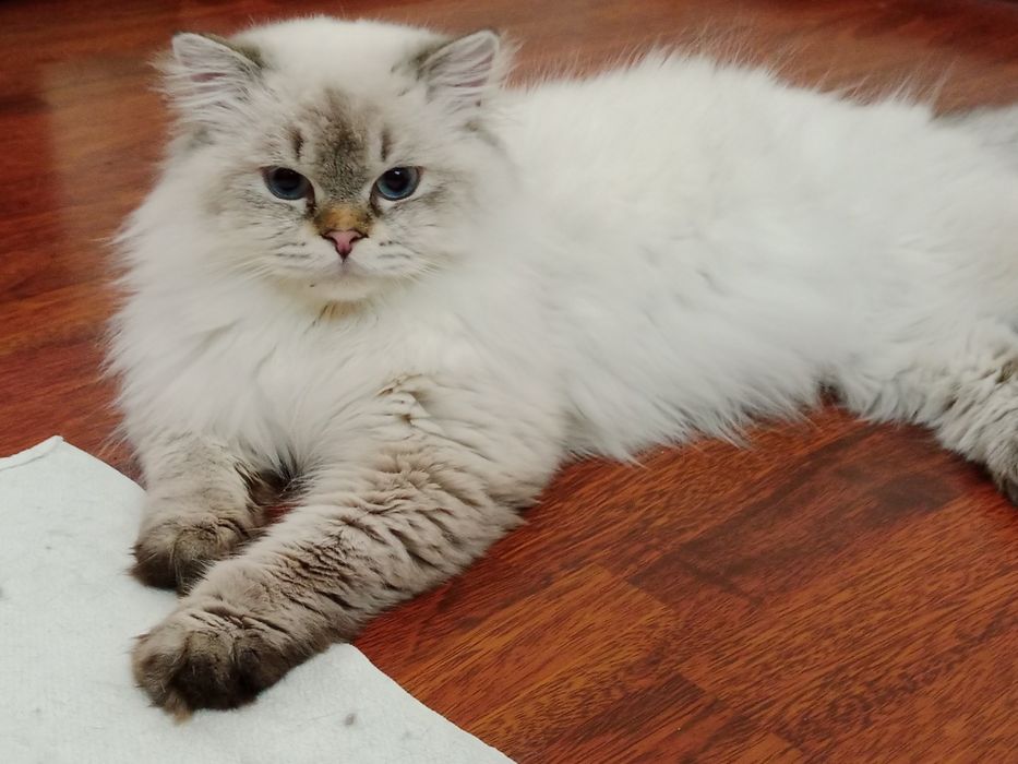 Скоттиш Страйт Хайленд Поинт вязка