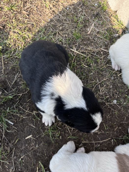 Алабай кушыктер