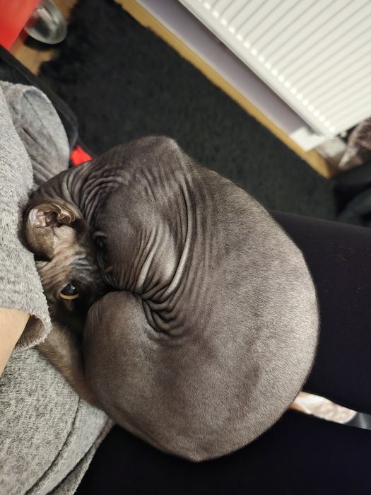 Pisică sphynx fetiță