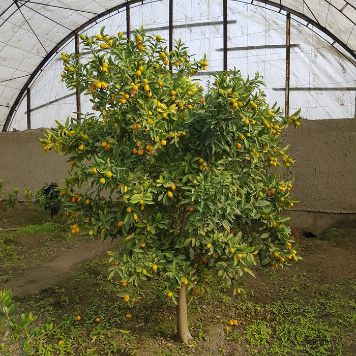 Кумкват кучатлари сотилади