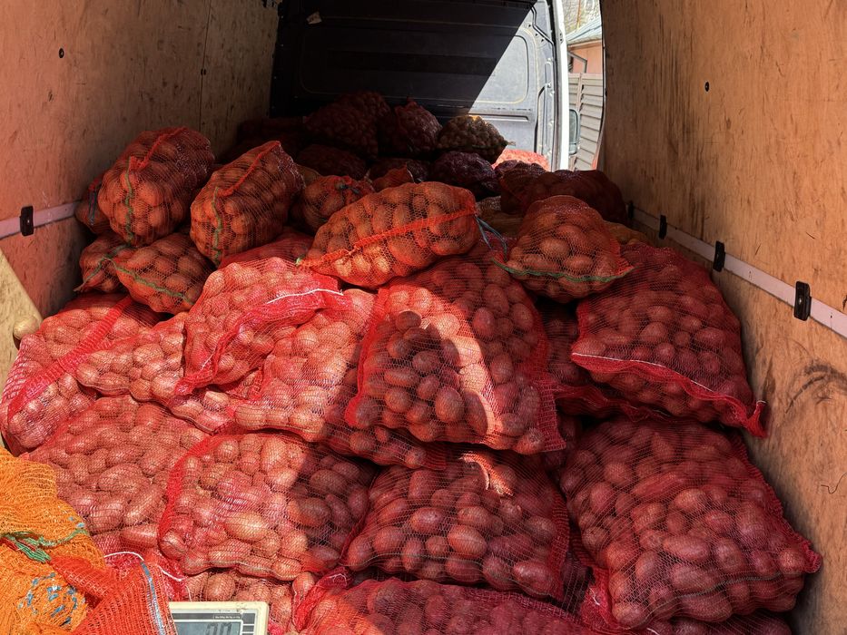 Cartof de consum si de samanta pret imbatabil