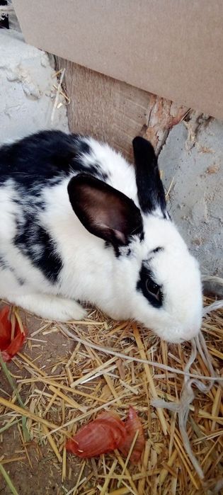 Quyon erkak arzon narxlarda