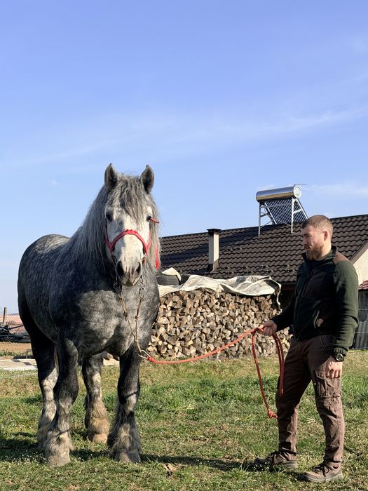 Armăsar disponibil pentru montă