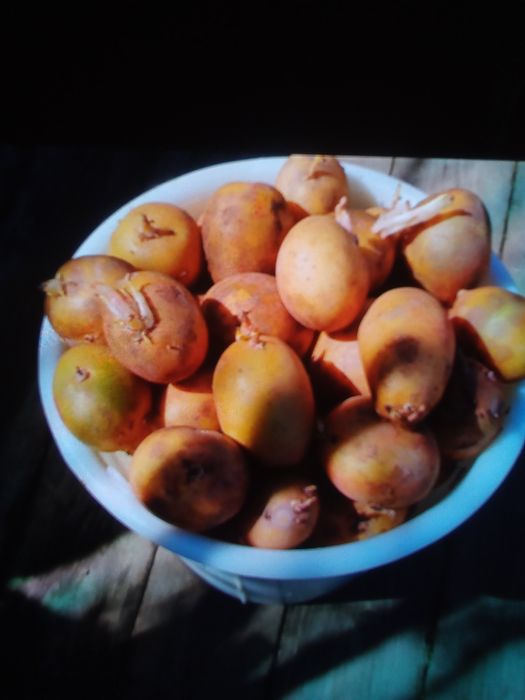Продам картофель семянной