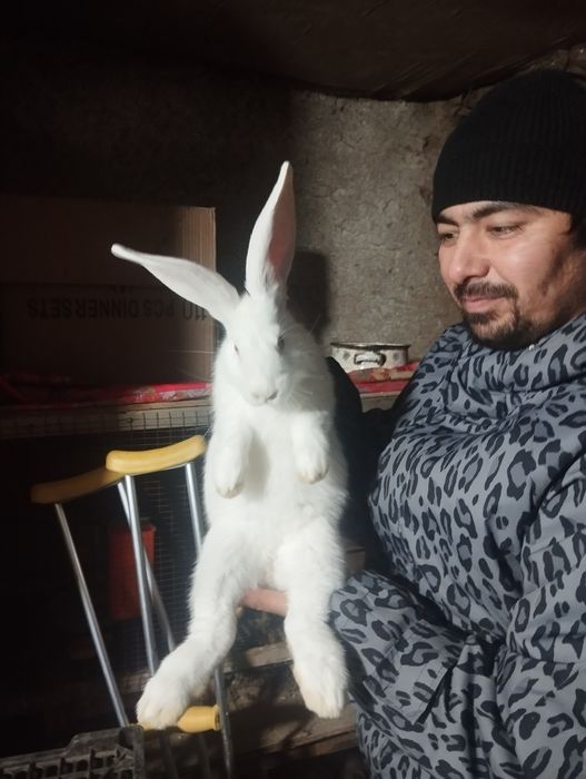 Quyon la flandri bollari 2oylidan oʻtti 1yarim kgdan oshu