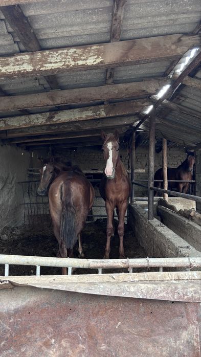 Полтарашка тайлар