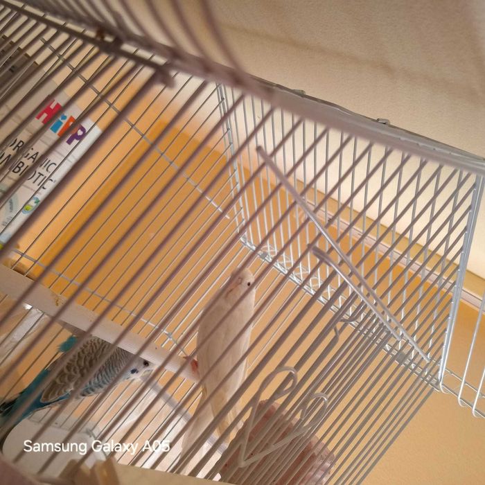 Vand perus alb femela