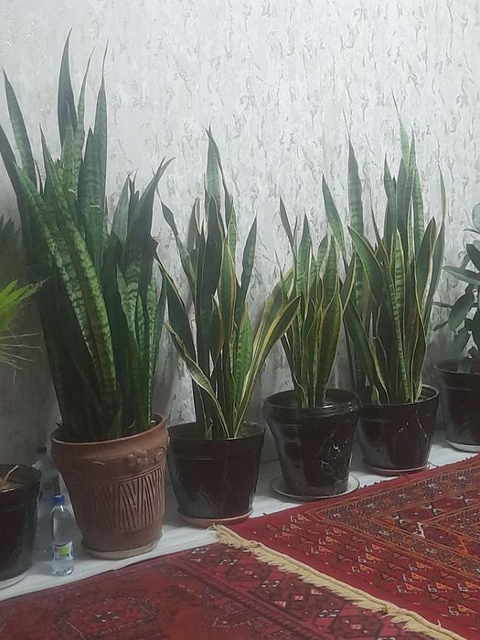 Gul sotiladi, продаются цветы