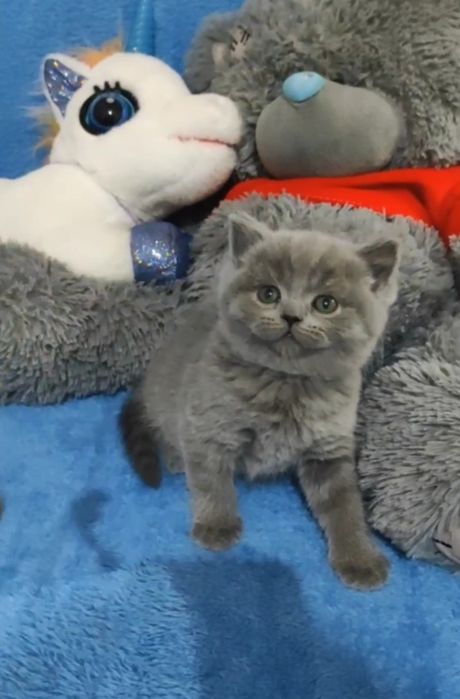 Продаются породистые котята Скоттиш-страйт