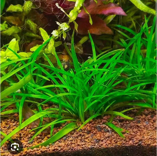 Растения для аквариума