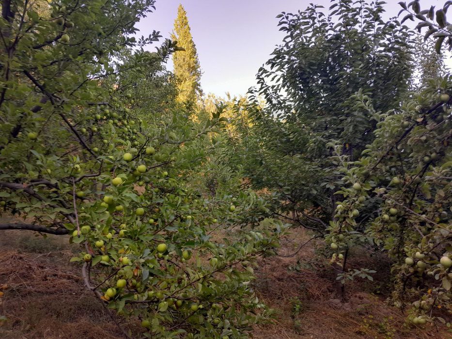 Yer uchastkasi sotiladi