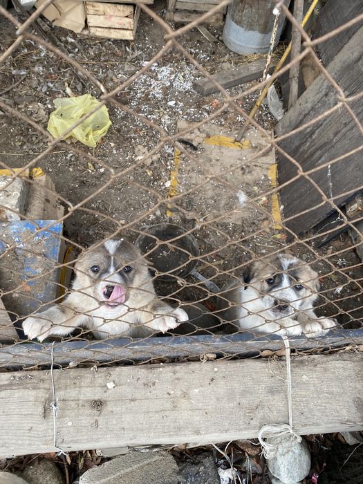 Срочно продам щенки Алабая (САО)