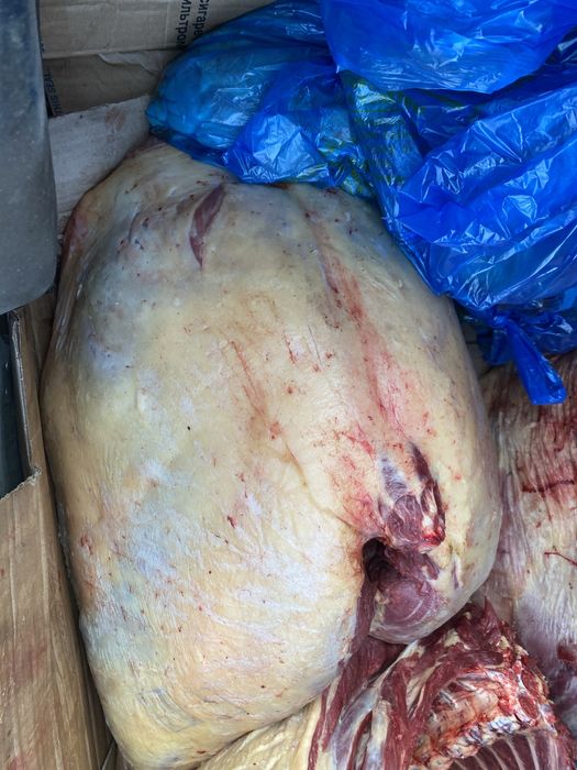 Соғымға семіз жабағылар