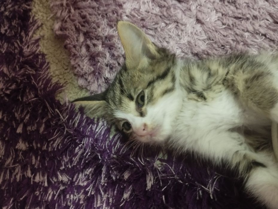 Yetuk yalangoch tola qizlar