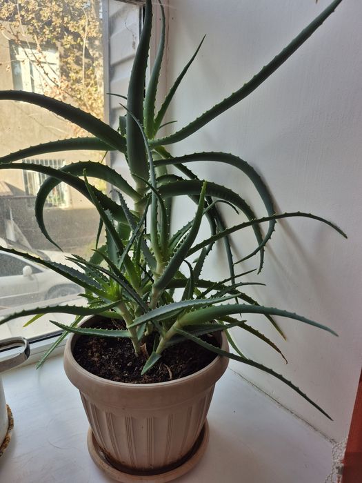 Комнатное растение