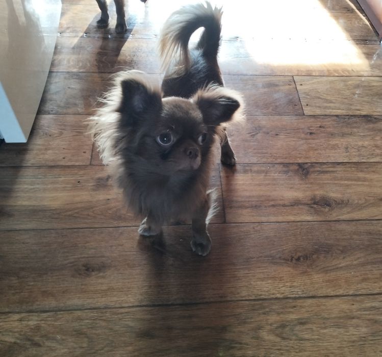 Вязка. Кобеля Чихуахуа