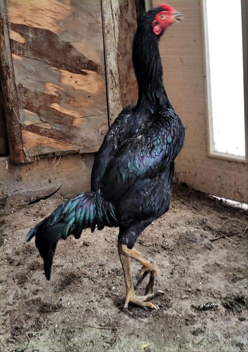 Бойцовый дакан шамо