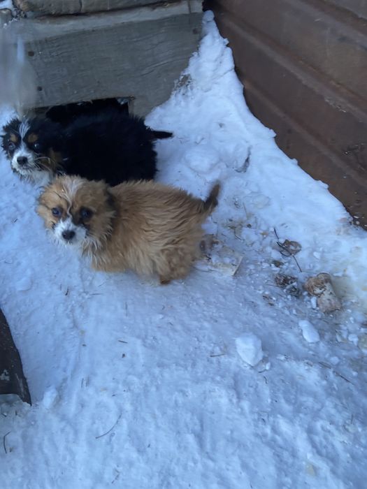 Отдам зенят в добрые руки