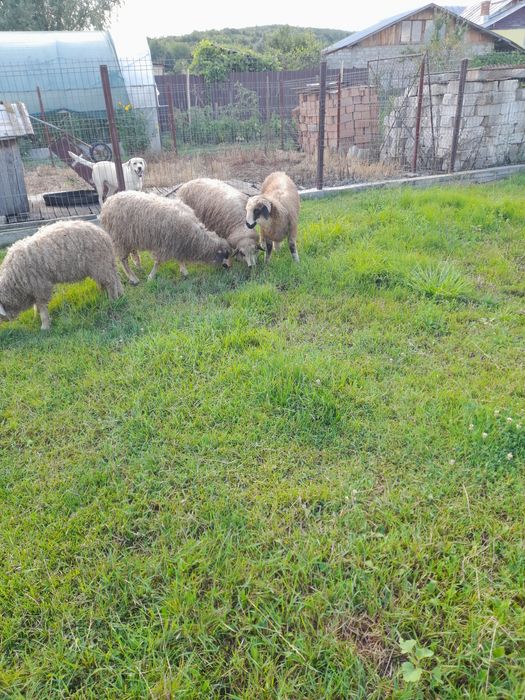 Vând 2 mielute și un berbecuț mielutele sunt gemene fatate din oaie care face 2 miei