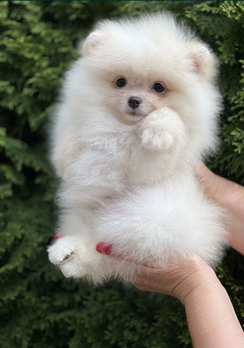 Померан и мини шпиц