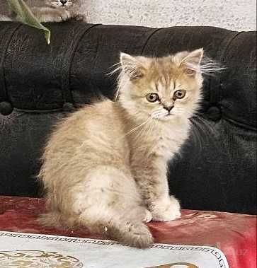 Кошка шотландский длиношерстный, Мушук шотланд.